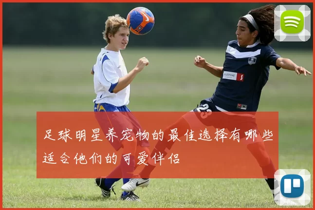 足球明星养宠物的最佳选择有哪些适合他们的可爱伴侣
